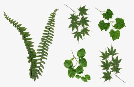 Fern Leaves Foliage Png Stock 2081 Assorted Pack By - Foliage Png, Transparent Png, Free Download