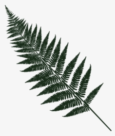 Fern, Leaf, Forest, Green, Underwood, Flora, Plant - Graphic Fern, HD Png Download, Free Download