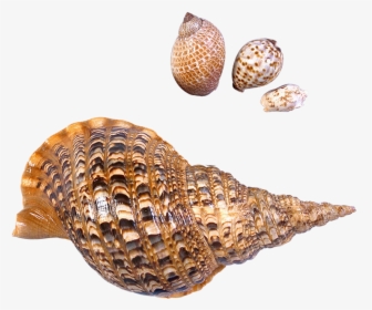 Seashell Beach Sea Snail - Sea Snails Transparent Background, HD Png Download, Free Download