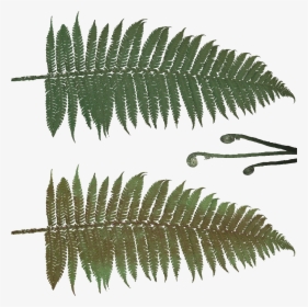 Transparent Ferns Png - Textures Of Fern Plants, Png Download, Free Download