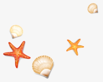Drawing Shells Starfish - Seashell Transparent Background Starfish, HD Png Download, Free Download