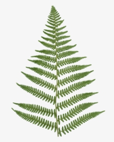 Fern - Fern With Transparent Background, HD Png Download, Free Download