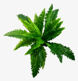 Image Video Gif Fern Portable Network Graphics - Plant Gif Png, Transparent Png, Free Download