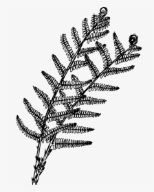 Ferns PNG là tài nguyên không thể thiếu cho các nhà thiết kế đồ họa. Những hạt gió đua nhau giữa những chiếc lá xanh tươi của Ferns PNG khiến cho bức ảnh của bạn trở nên sống động và chân thật.
