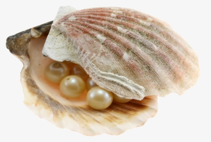 Transparent Clam With Pearl Clipart - Sea Shells, HD Png Download, Free Download