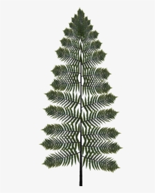 Preview - Fern, HD Png Download, Free Download