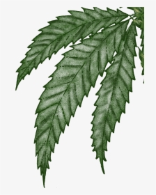 A Passionate Producer - Fern, HD Png Download, Free Download