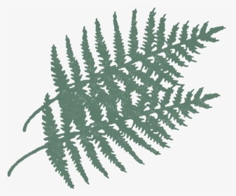 Fern-vibes - Fern, HD Png Download, Free Download