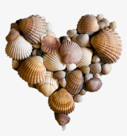 Heart Seavibes Beach Summer Sea - Heart Seashells, HD Png Download, Free Download