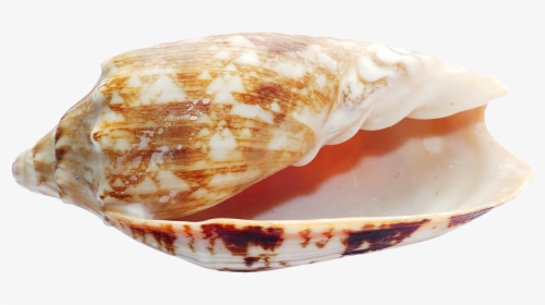 Sea Shell Png Transparent Image Pngpix - Seashells In A Transparent Background, Png Download, Free Download
