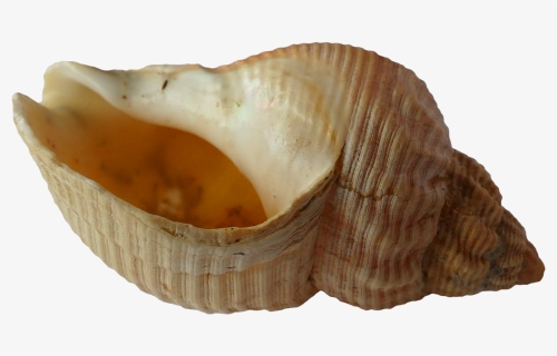 Sea, Shell, Clam, Ocean, Sea Shells, Beach, Sand - Sea Shell Clam, HD Png Download, Free Download