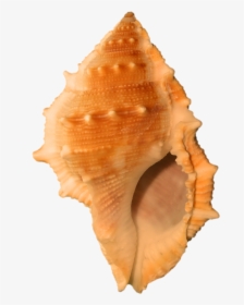 Lovely Seashell Journal - Orange Seashell, HD Png Download, Free Download