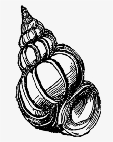 Sea Shells Png - Seashell Illustration Png, Transparent Png, Free Download