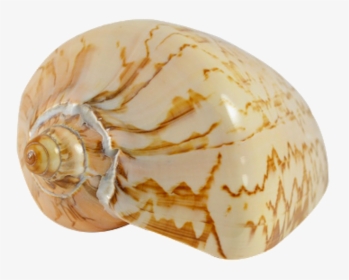Voluta Nobilis Indo Polished Seashell 5-6" - Seashell, HD Png Download, Free Download