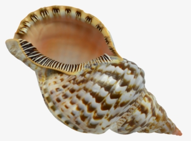 Extra Large Triton Decorative Shell Seashell 8-9 - Seashell Hd, HD Png Download, Free Download
