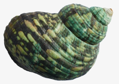 Green Seashell, HD Png Download, Free Download