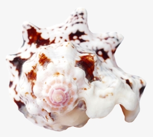Travel, Sea Shells Ocean Beach Vacation Sea Shells - Seashell, HD Png Download, Free Download