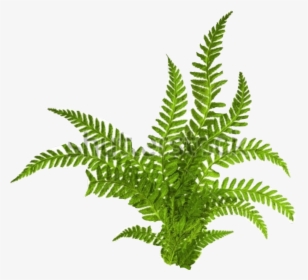 Transparent Fern Clipart Black And White - Green Tropical Fern White Background, HD Png Download, Free Download