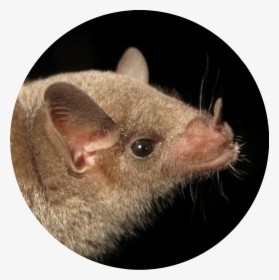 Photo Courtesy Of Bat Conservation International - Rat, HD Png Download, Free Download