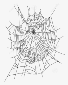 Spider Web Euclidean Vector Illustration - Spider Web Transparent Background, HD Png Download, Free Download
