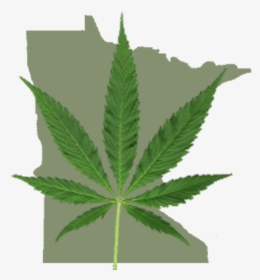 Transparent Marijuana Png - Minnesota Cannabis, Png Download, Free Download