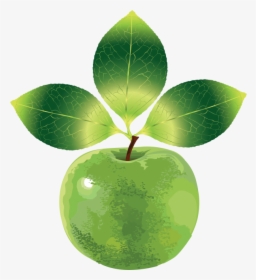 Clipart Apple With Three Leaves Png - Fruit Vector, Transparent Png, Free Download