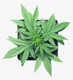 Micron Yerba Cannabis, HD Png Download, Free Download