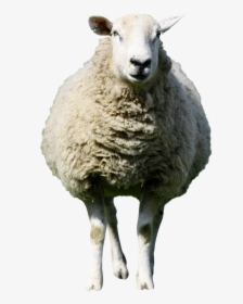 Sheep Png, Transparent Png, Free Download