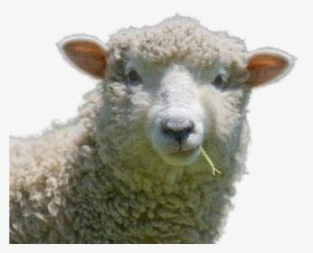 Sheep Png Image - Queen Sheep, Transparent Png, Free Download