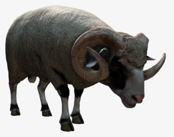 Sheep , Png Download - Bighorn, Transparent Png, Free Download