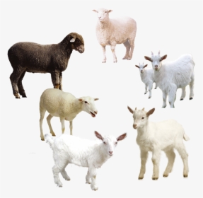 Sheep Free Png Image - Domba Png, Transparent Png, Free Download
