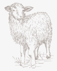 Sheep, HD Png Download, Free Download