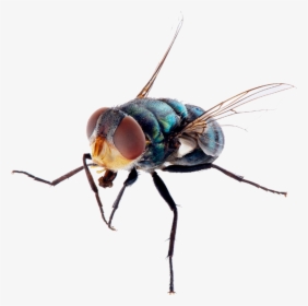 Fly Png Free Image Download - Death Fly, Transparent Png, Free Download