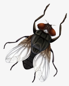 Insect Fly Vecteur Euclidean Vector - Vector Fly Png, Transparent Png, Free Download
