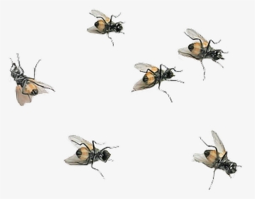 #flies #png - Bee Picsart, Transparent Png, Free Download