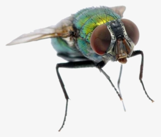 Fly Png Free Images - Housefly, Transparent Png, Free Download