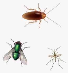 House Fly , Png Download - Mosquitoes And Cockroaches, Transparent Png, Free Download