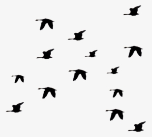 Bird Fly Png Clipart Librar Transparent Png , Png Download - Flying Birds Silhouette Transparent, Png Download, Free Download