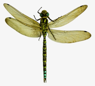 Transparent Clipart Dragonflies - Dragonfly Png, Png Download, Free Download