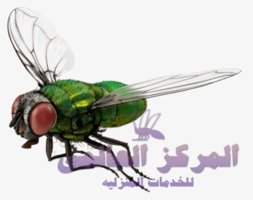 3d Fly Png, Transparent Png, Free Download