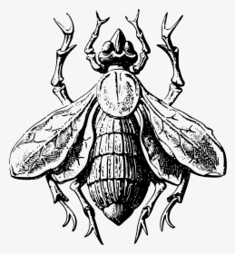 Stylised Fly Clip Arts - Stylised Beetle Drawing, HD Png Download, Free Download