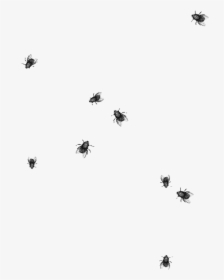 Largest Collection Of Free To Edit Fly Flies Insect - Flies Png, Transparent Png, Free Download