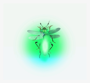 Firefly Lighteningbugs Fireflies - Fly, HD Png Download, Free Download