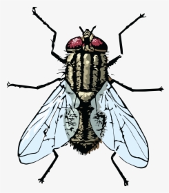 Free Clipart Of A House Fly - Clipart Images Of Housefly, HD Png Download, Free Download