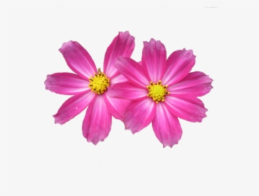Free Download Flower Png Images - Pink Flower .png, Transparent Png, Free Download