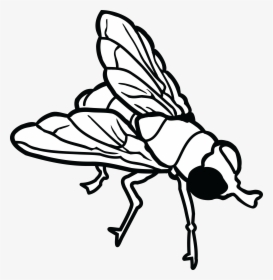 Free Clipart Of A Fly - Flies Clipart, HD Png Download, Free Download