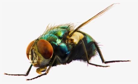 Fly Png Photo - Mosquitoes And Flies, Transparent Png, Free Download