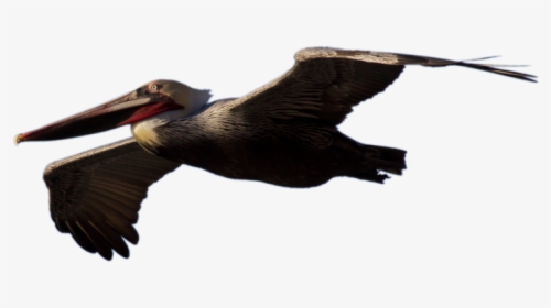 Flying Pelican Png Picture - Transparent Brown Pelican Flying, Png Download, Free Download