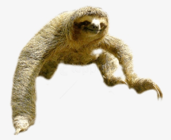 Sloth Portable Network Graphics Clip Art Image Vector - Sloth Png, Transparent Png, Free Download