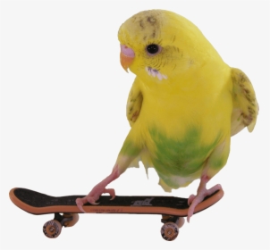 Skateboarding Budgie Transparent Png Image - Budgie On A Skateboard Png, Png Download, Free Download